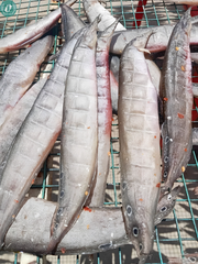 Khô Cá Chạch
