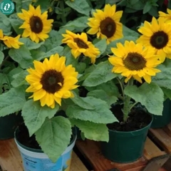 Hạt giống Hoa Hướng Dương
