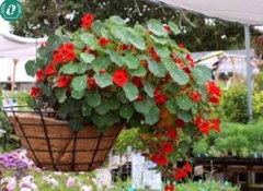Hạt giống Hoa sen cạn