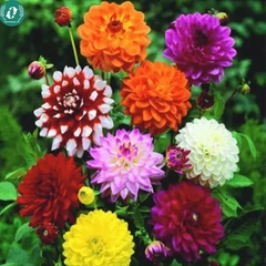 Hạt giống Hoa Thược Dược
