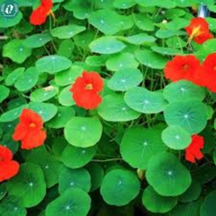 Hạt giống Hoa sen cạn