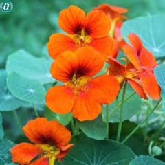 Hạt giống Hoa sen cạn