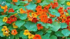 Hạt giống Hoa sen cạn