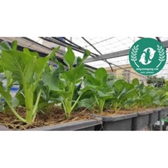 Hạt giống cải ngồng