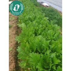 Hạt giống cải mèo Hà Giang
