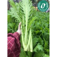 Hạt giống cải mèo Hà Giang