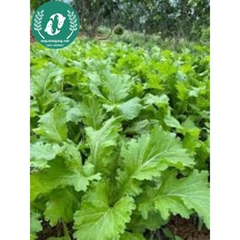 Hạt giống cải mèo Hà Giang