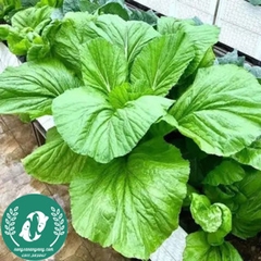 Hạt giống cải xanh lá to