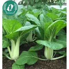 Hạt giống cải bẹ trắng