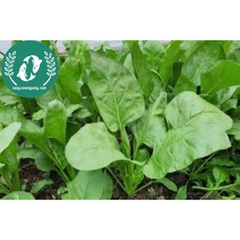 Hạt giống cải bó xôi