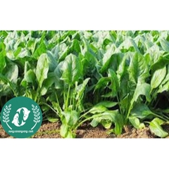 Hạt giống cải bó xôi