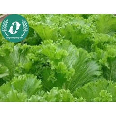 Hạt giống cải mù tạt xanh
