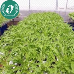 Hạt giống cải đuôi phụng
