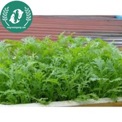 Hạt giống cải đuôi phụng