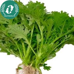 Hạt giống cải đuôi phụng