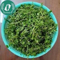 Hạt giống cải xà lách son
