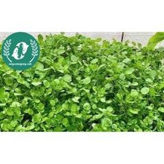 Hạt giống cải xà lách son