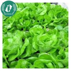 Hạt giống rau xà lách