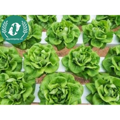 Hạt giống rau xà lách