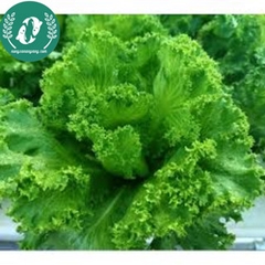 Hạt giống rau xà lách