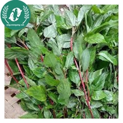 Hạt giống rau dền