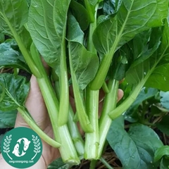 Hạt giống cải ngồng