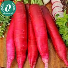 Hạt giống củ cải đỏ