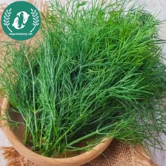 Hạt giống rau thì là