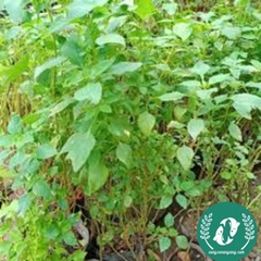 Hạt giống rau kinh giới