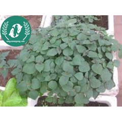 Hạt giống rau tía tô