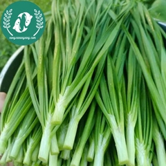 Hạt giống hẹ lá