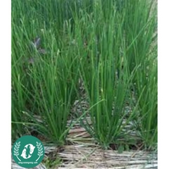 Hạt giống hẹ lá