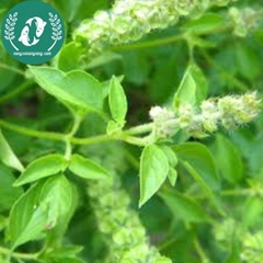 Hạt giống rau húng quế trắng