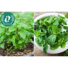 Hạt giống rau húng lũi