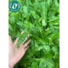 Hạt giống rau mùi tàu (ngò gai)