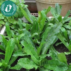 Hạt giống rau mùi tàu (ngò gai)