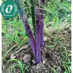 Hạt giống măng tây