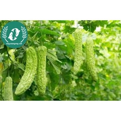Hạt giống mướp đắng (khổ qua)