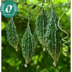 Hạt giống mướp đắng (khổ qua)