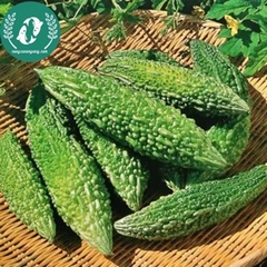 Hạt giống mướp đắng (khổ qua)