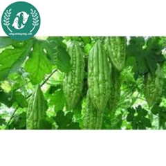 Hạt giống mướp đắng (khổ qua)