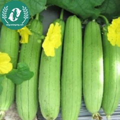Hạt giống mướp hương