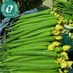 Hạt giống mướp hương