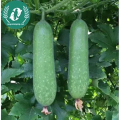 Hạt giống bí đao xanh (bí sặt)