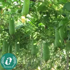 Hạt giống bí đao xanh (bí sặt)