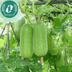 Hạt giống bí đao xanh (bí sặt)