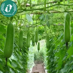 Hạt giống bí đao xanh (bí sặt)