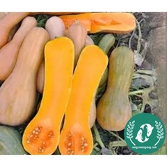 Hạt giống bí đỏ mật