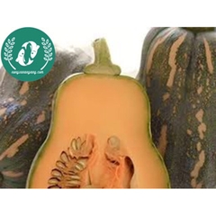 Hạt giống bí đỏ mật