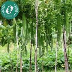 Hạt giống quả lặc lày (mướp ngọt)